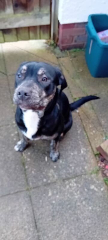 Staffordshire Bull Terrier Puppies For Sale Under £1,000