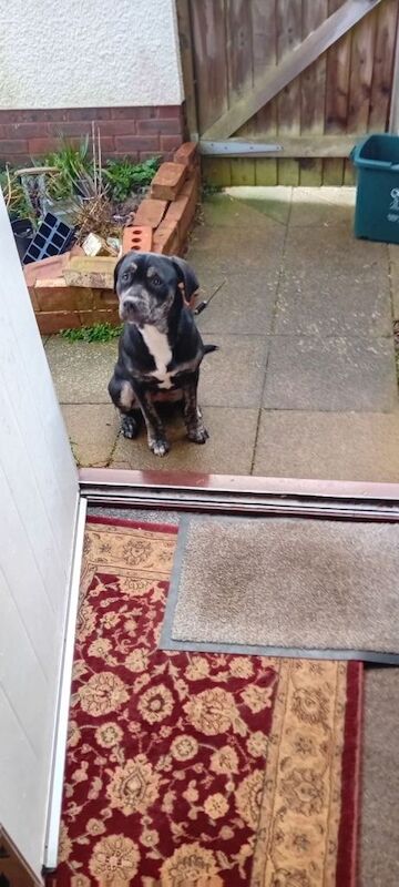 Hey this is dusty a lab mastiff X Staffie almost 1 year old - Image 2 of 3