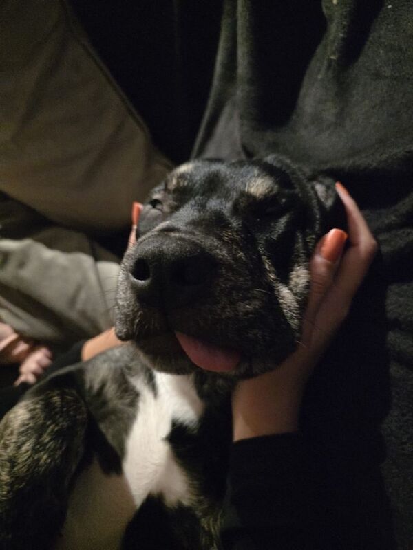 Hey this is dusty a lab mastiff X Staffie almost 1 year old - Image 3 of 3
