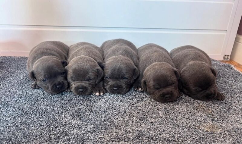 Staffordshire Bull Terrier puppies for sale in Wales – KC registered, 7 weeks old