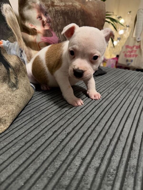 Staffie Puppies For Sale