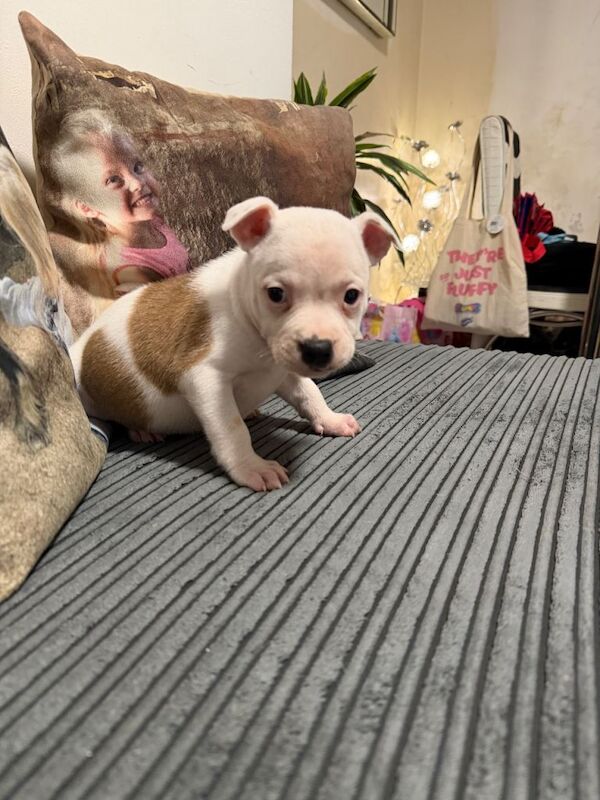 Staffordshire Bull Terrier puppies for sale in Leicester, Leicestershire – 10 weeks old - Image 2 of 4