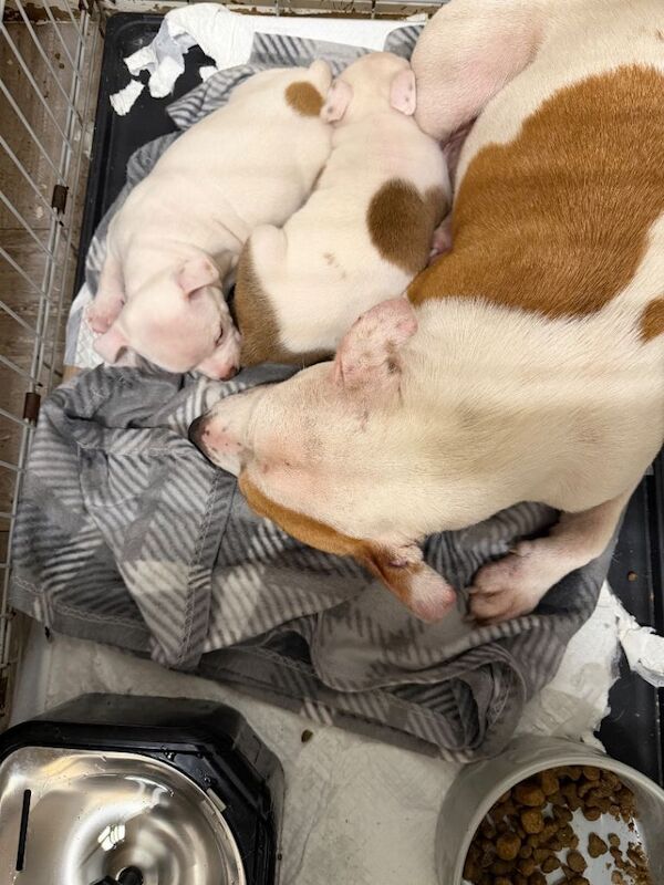 Staffordshire Bull Terrier puppies for sale in Leicester, Leicestershire – 10 weeks old - Image 3 of 4