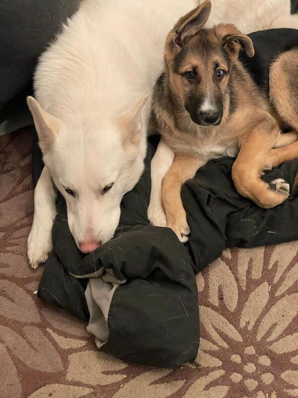 Husky cross German shepard for sale in Preston, Lancashire | Image 2