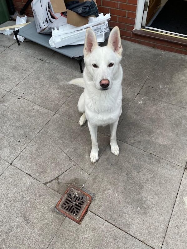 Husky cross German shepard for sale in Preston, Lancashire | Image 3