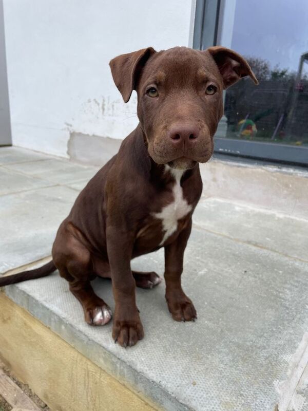 Kennel Club Registered Staffordshire Bull Terrier Puppies For Sale