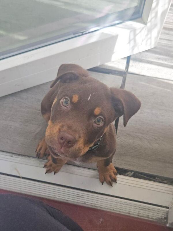 Irish staffy - Image 2 of 4