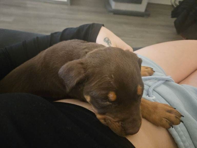 Irish staffy - Image 3 of 4