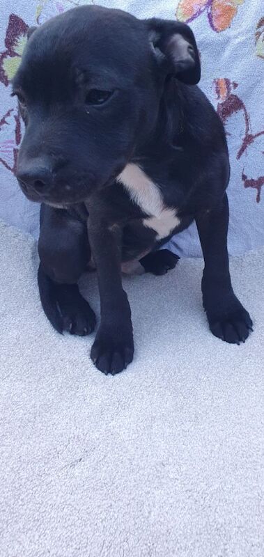 Staffordshire Bull Terrier puppies for sale in Birmingham, West Midlands – KC registered, 3 months old - Image 4 of 6