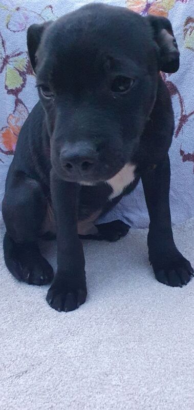 Staffordshire Bull Terrier puppies for sale in Birmingham, West Midlands – KC registered, 3 months old - Image 5 of 6