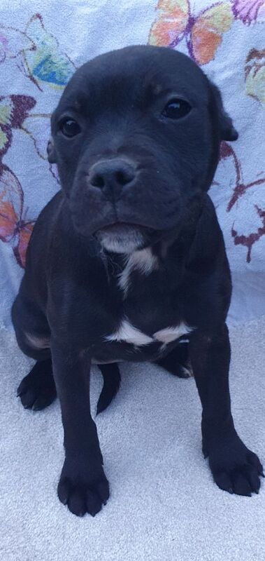 Staffordshire Bull Terrier puppies for sale in Birmingham, West Midlands – KC registered, 3 months old - Image 6 of 6