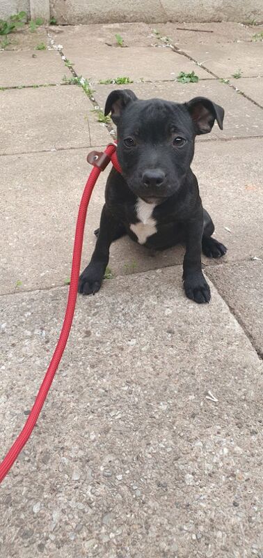 Staffordshire Bull Terrier puppies for sale in Birmingham, West Midlands – KC registered, 3 months old