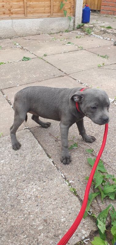 Staffordshire Bull Terrier puppies for sale in Birmingham, West Midlands – KC registered, 3 months old - Image 2 of 12