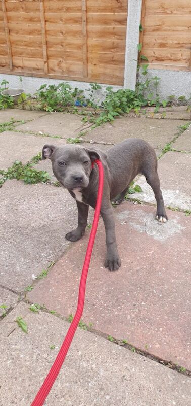 Staffordshire Bull Terrier puppies for sale in Birmingham, West Midlands – KC registered, 3 months old - Image 3 of 12