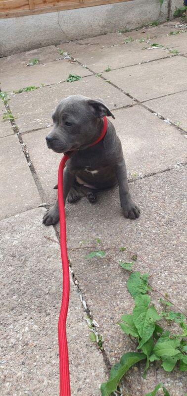 Staffordshire Bull Terrier puppies for sale in Birmingham, West Midlands – KC registered, 3 months old - Image 4 of 12