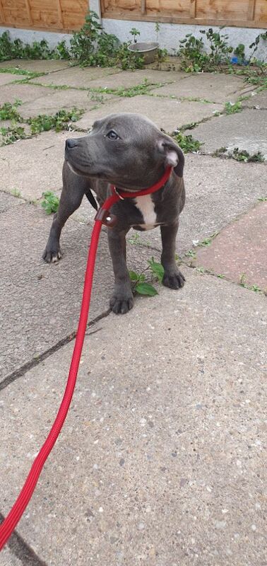 Staffordshire Bull Terrier puppies for sale in Birmingham, West Midlands – KC registered, 3 months old - Image 5 of 12