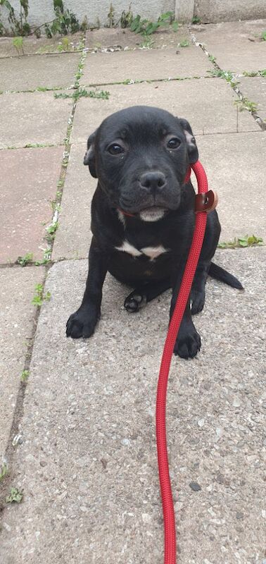 Staffordshire Bull Terrier puppies for sale in Birmingham, West Midlands – KC registered, 3 months old - Image 6 of 12