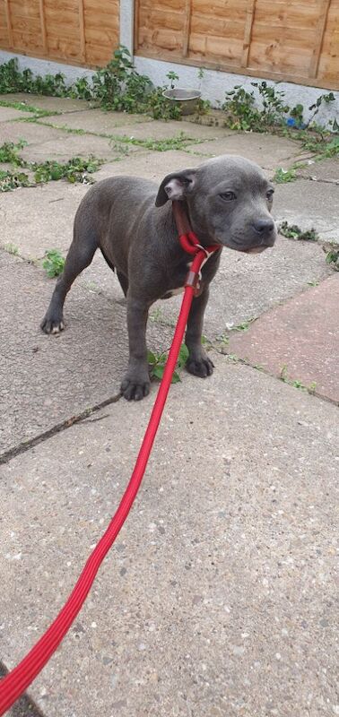 Staffordshire Bull Terrier puppies for sale in Birmingham, West Midlands – KC registered, 3 months old - Image 7 of 12