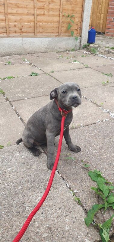 Staffordshire Bull Terrier puppies for sale in Birmingham, West Midlands – KC registered, 3 months old - Image 8 of 12