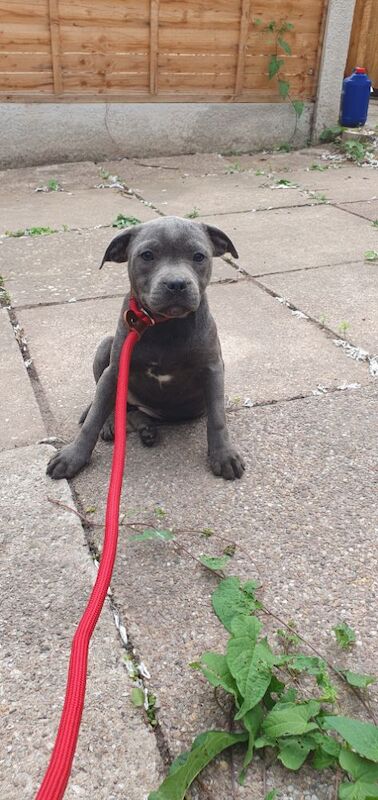 Staffordshire Bull Terrier puppies for sale in Birmingham, West Midlands – KC registered, 3 months old - Image 9 of 12