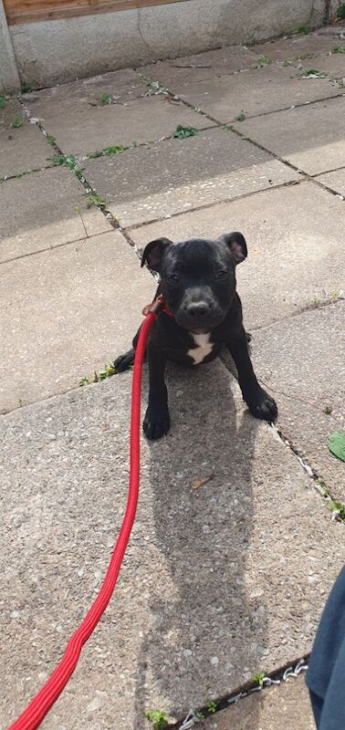 Staffordshire Bull Terrier puppies for sale in Birmingham, West Midlands – KC registered, 3 months old - Image 10 of 12