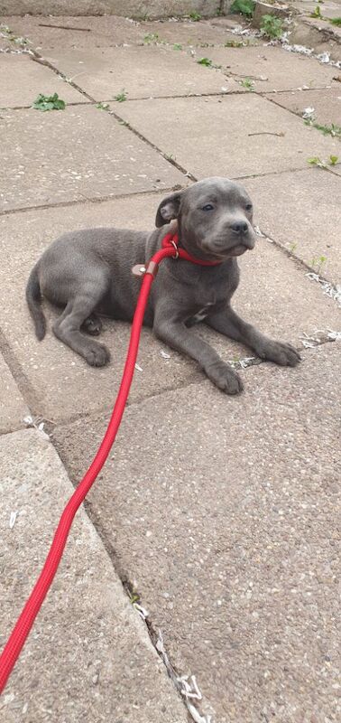 Staffordshire Bull Terrier puppies for sale in Birmingham, West Midlands – KC registered, 3 months old - Image 11 of 12