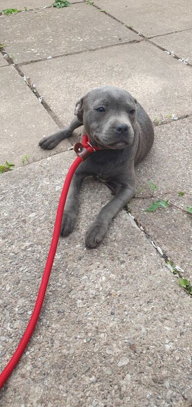 Staffordshire Bull Terrier puppies for sale in Birmingham, West Midlands – KC registered, 3 months old - Image 12 of 12