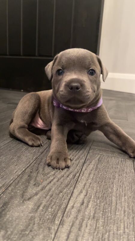 Staffordshire Bull Terrier puppies for sale in Sandwell, West Midlands – KC registered, 4 weeks old