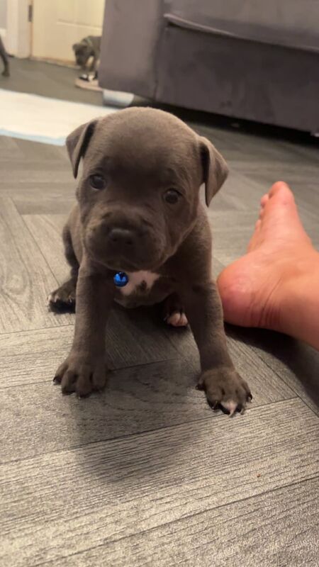 Staffordshire Bull Terrier puppies for sale in Sandwell, West Midlands – KC registered, 6 weeks old - Image 2 of 3