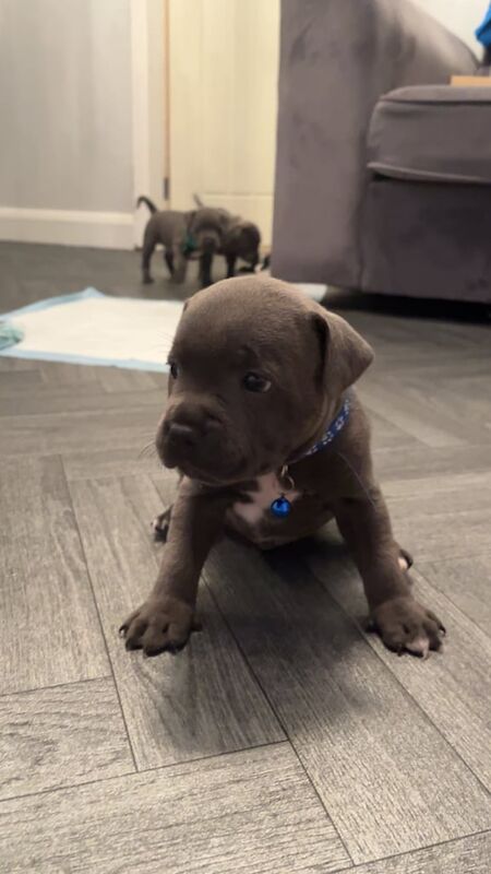 Staffordshire Bull Terrier puppies for sale in Sandwell, West Midlands – KC registered, 6 weeks old - Image 3 of 3