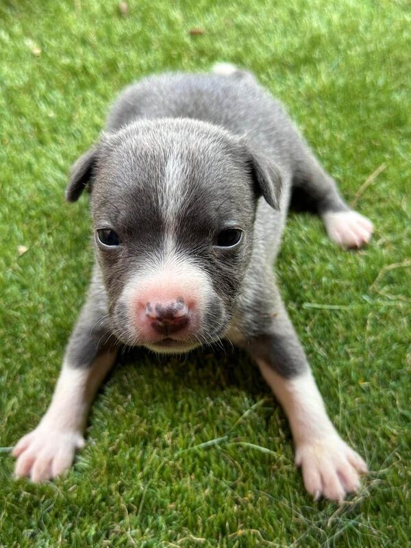 Staffordshire Bull Terrier puppies for sale in Handsworth, West Midlands – 6 weeks old