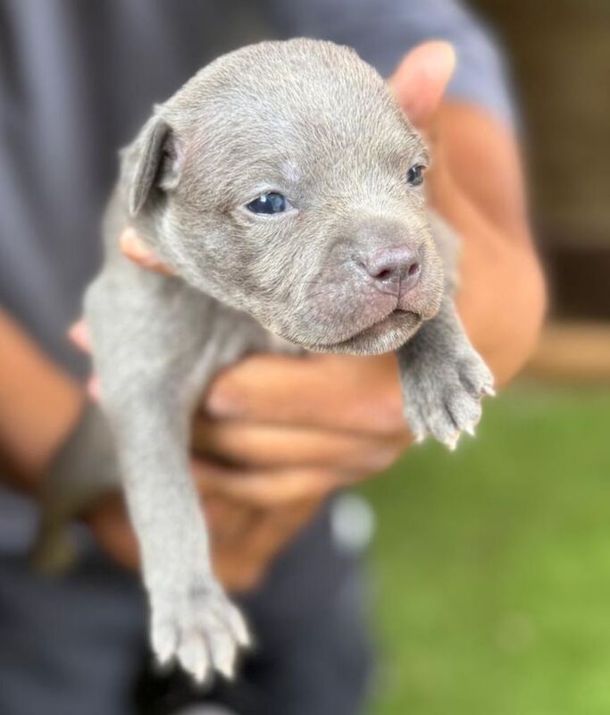 Staffordshire Bull Terrier puppies for sale in Handsworth, West Midlands – 6 weeks old - Image 2 of 3