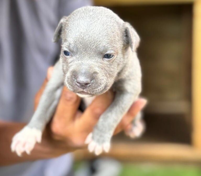 Staffordshire Bull Terrier puppies for sale in Handsworth, West Midlands – 6 weeks old - Image 3 of 3