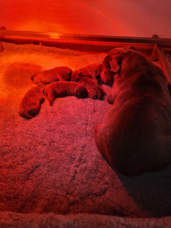 Staffordshire Bull Terrier puppies for sale in Gateshead, Tyne and Wear – KC registered, 4 days old