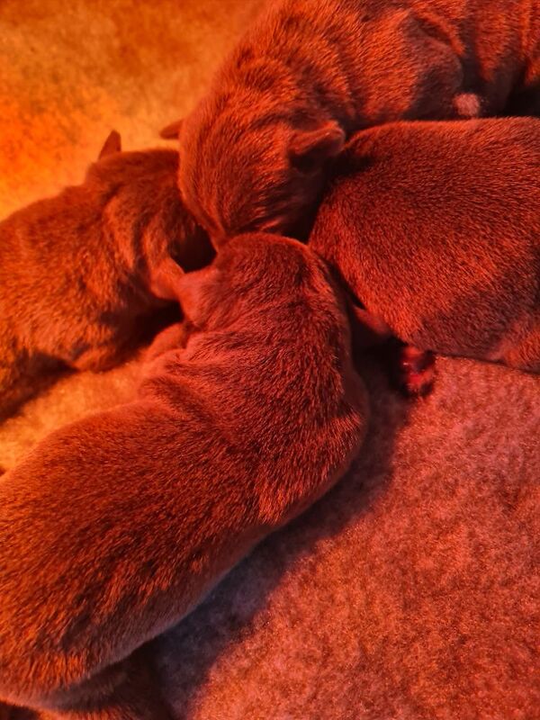 Staffordshire Bull Terrier puppies for sale in Gateshead, Tyne And Wear – KC registered, 1 week old - Image 2 of 8