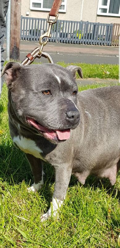 Staffordshire Bull Terrier puppies for sale in Gateshead, Tyne And Wear – KC registered, 1 week old - Image 3 of 8