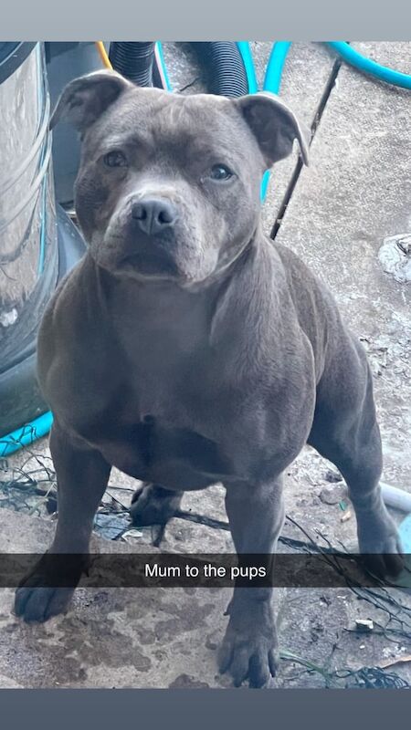 Staffordshire Bull Terrier puppies for sale in Bradford, West Yorkshire – KC registered, 4 weeks old