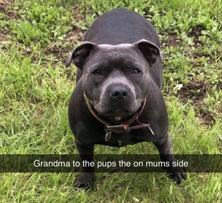 Staffordshire Bull Terrier puppies for sale in Bradford, West Yorkshire – KC registered, 4 weeks old - Image 3 of 3