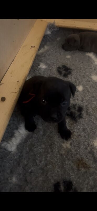 Staffie Puppies For Sale