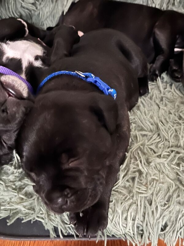 KC fully DNA tested staffie puppies - Image 2 of 6
