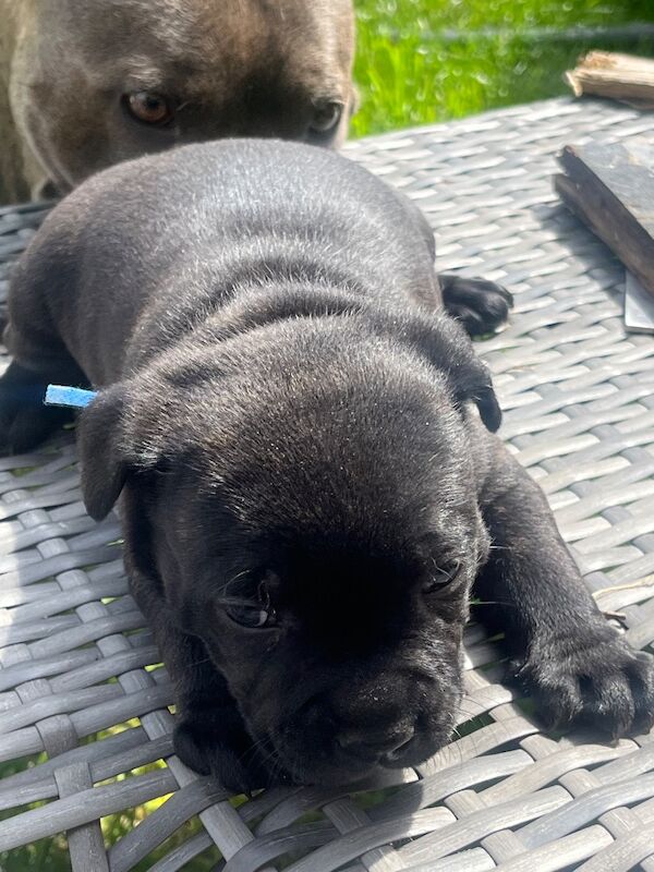 KC fully DNA tested staffie puppies - Image 3 of 6
