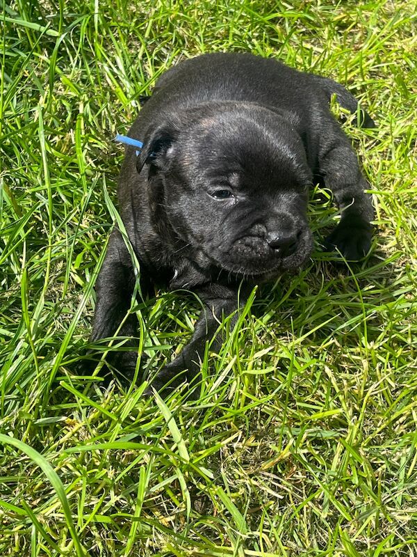 KC fully DNA tested staffie puppies - Image 4 of 6