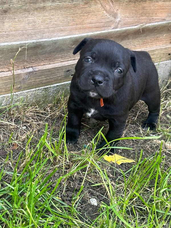 KC fully DNA tested staffie puppies - Image 5 of 6
