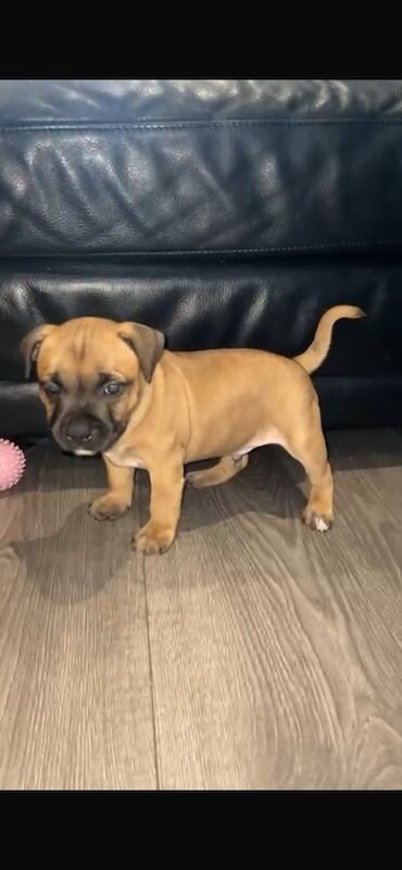 Kc red chunky staffy males