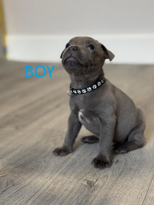 Staffordshire Bull Terrier puppies for sale in Wombwell, South Yorkshire – KC registered, 12 months old - Image 1 of 3