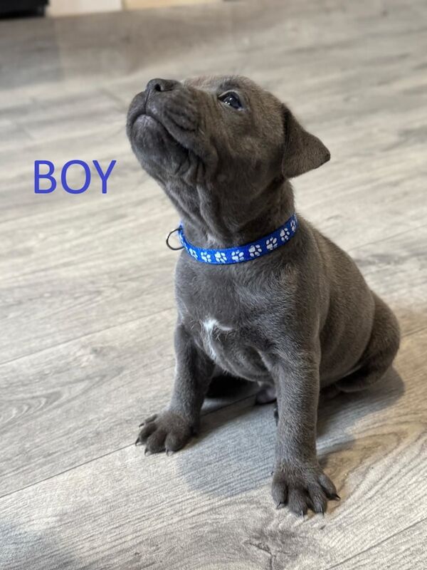 Staffordshire Bull Terrier puppies for sale in Wombwell, South Yorkshire – KC registered, 12 months old - Image 2 of 3