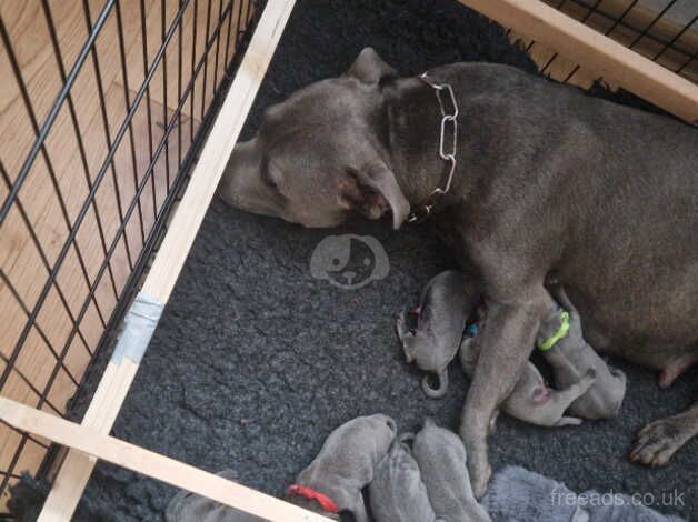 Kennel Club Registered White Staffie Puppies For Sale In Cannock Staffordshire Staffie Owners