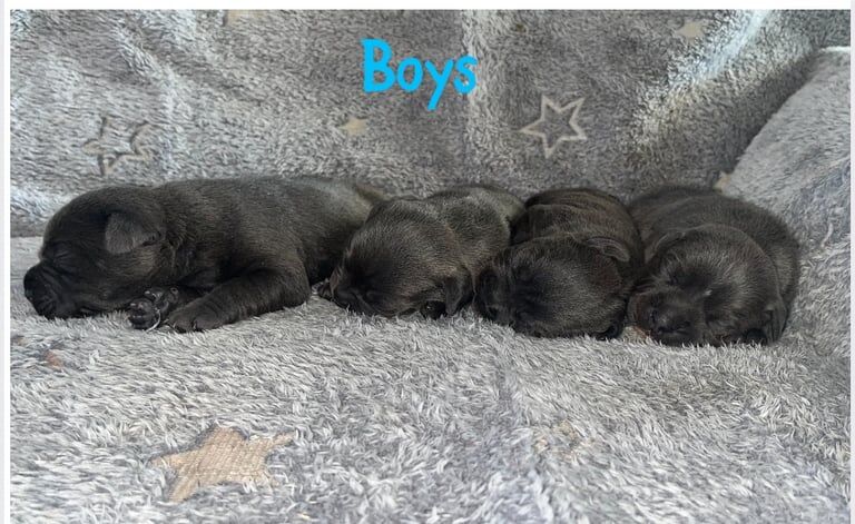 KC Reg Blue Staffordshire Bull Terrier Pups for sale in Kitt's Green, West Midlands - Image 2