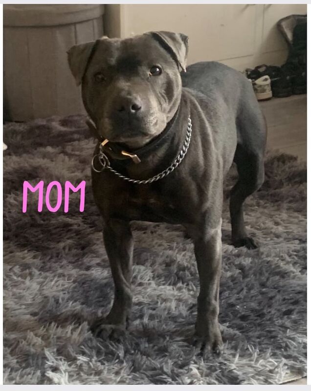 KC Reg Blue Staffordshire Bull Terrier Pups for sale in Kitt's Green, West Midlands | Image 3