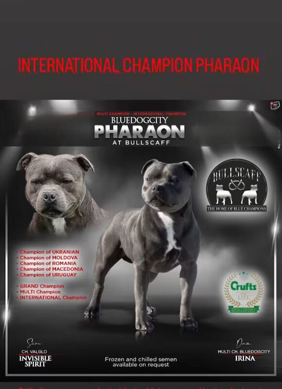 Staffie Puppies For Sale